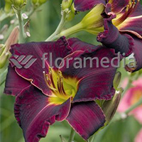 HEMEROCALLIS